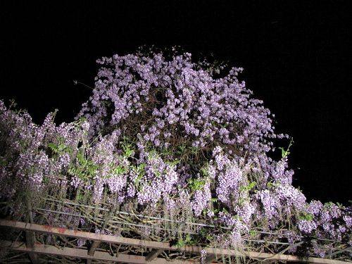 横山住職によると、もう少し若葉の緑が増した頃が最もきれいらしい・・・。（2009年４月21日21:02撮影）