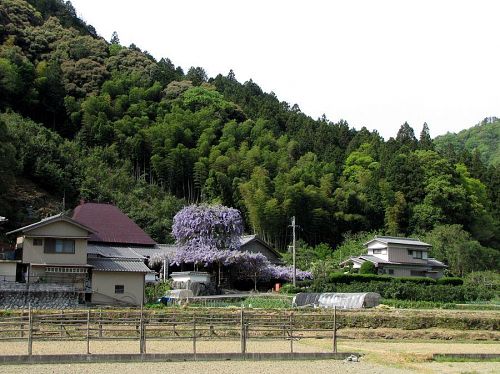 山の麓で圧倒的な存在感を誇ります。威風堂々の言葉がピッタリと。（撮影：2009年４月24日10:22）