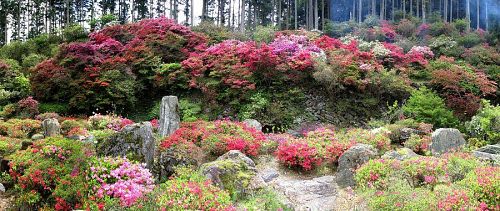 隠里全景。毎年コツコツと増やしていったらしい。数十年掛かって今の姿に！2009年４月26日13：35撮影