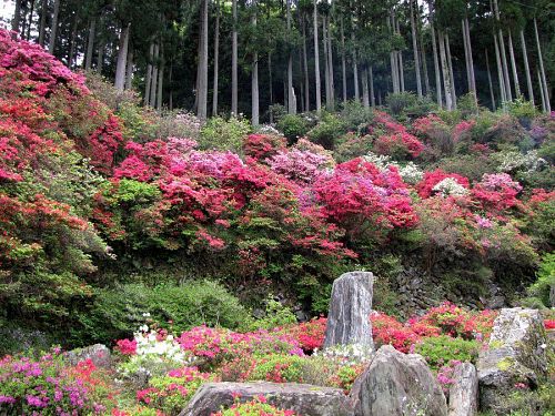 満開近いキリシマツツジ。小ぶりな花をたくさん付けるので、豪華で艶やかです。（2009年４月26日13：30撮影）