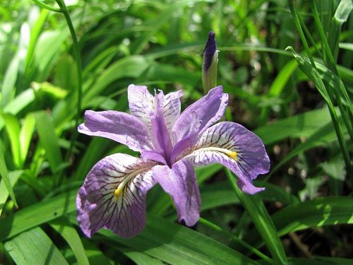 一つの花茎に直径４cmほどの淡い色の花を２～３個付けます。（2009年５月10日13:47撮影）