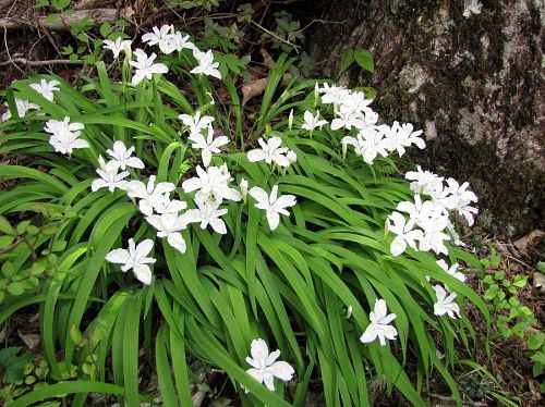 株数は多くありませんが、白花もあります。（2009年５月10日13:57撮影）