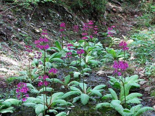 山水を引いた３つの沼で、１千株以上が植えられています。近くにはミズバショウも。（2009年５月10日13:43撮影）