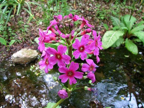 大きな根性葉から花茎を出し，濃い赤紫の花が車輪状に咲いています。（2009年５月10日13:44撮影）