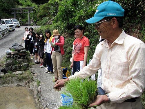 「こうやって５、６本を取り分けて、土の中にしっかりと植え込んでなぁ。分かったかいなぁ？」