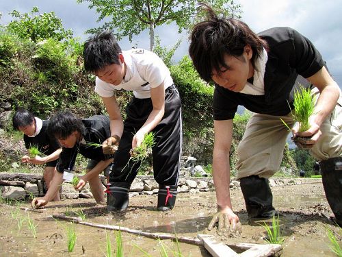 （最近ではほとんど使われなくなった）定規を使って、後ずさりしながら植えていきます。