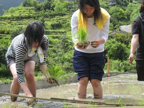 田植え１