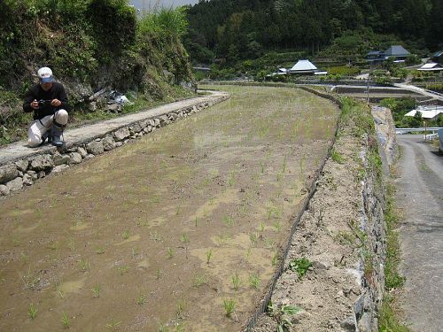 田植え終了!!