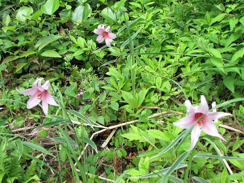 神の領に育つ神領ユリ。見るからに清楚で、爽やかなのは、この地の住民と同じ・・・（笑）