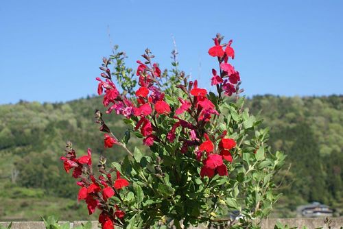 この花は実に長い期間花が楽しめる。