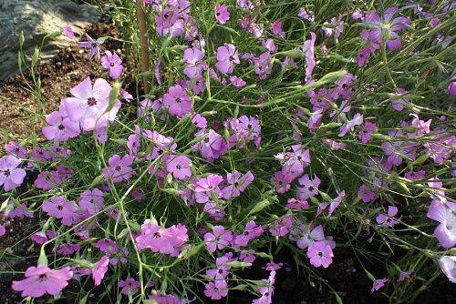 この花の苗はカモミールさんから頂いた。