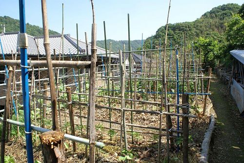 初夏の菜園の様子。