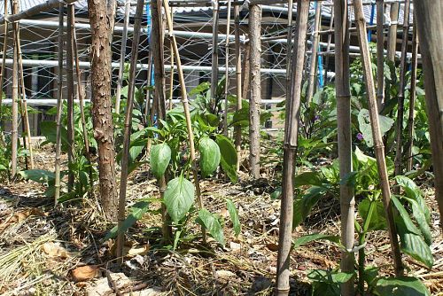 夏野菜づくりで大切なのは支柱立て。