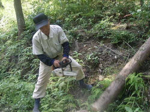 まずは師匠がお手本をみせてくれます。本当にあっという間に切ってしまうので、木がやわらかく見えるほど。