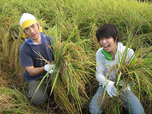 19日、稲刈りの準備を手伝う山口さんと堀越さん。｢答は現場にあり｣ってことなんでしょうねぇ。撮影：祁答院弘智さん