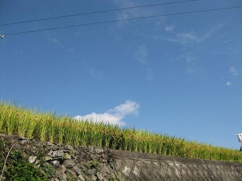 気持ち良い空色。