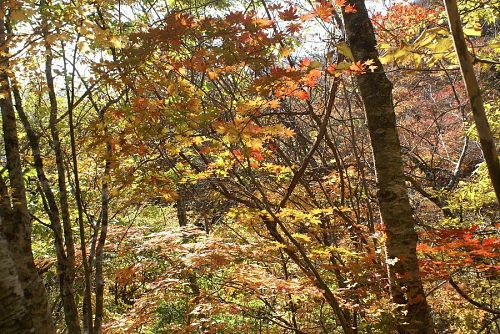 今年の紅葉は実に見事です。