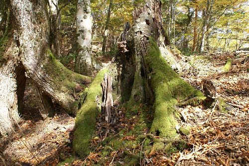 紅葉もいいが深山のこういう風景もいい。