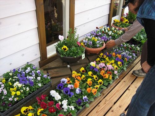 浦辺さんのきれいなお花も買えるんでよ。