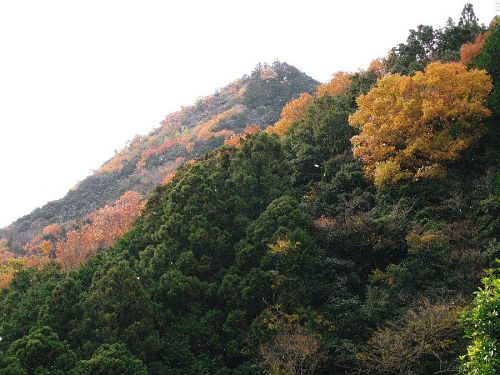 こんな感じの紅葉ですね。　こちらは昨年の紅葉