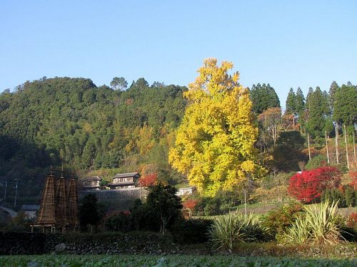 棚田で見事に紅葉したモミジとキャメロンの作品をお供に従えて、本日も堂々のご出座！（2009年11月26日08:36 撮影）