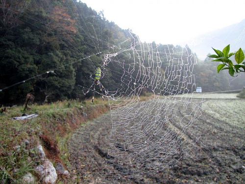 全身に露を浴びて佇む蜘蛛も、居心地のよさを享受。（2009年11月26日08:25撮影）