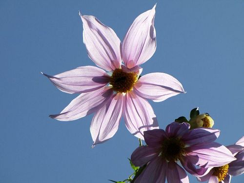 手のひら大の花は淡いピンクで、品がある。