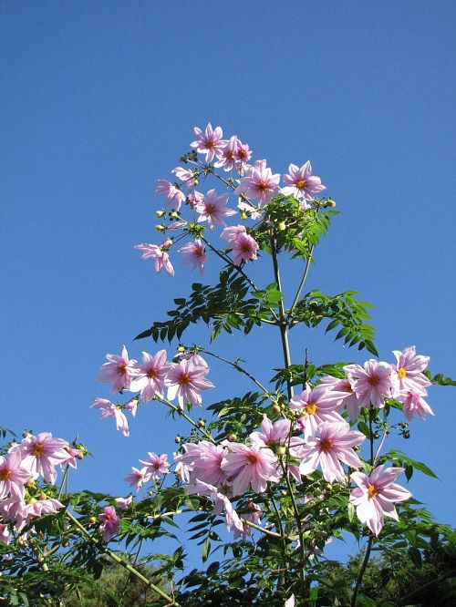 晩秋、初冬の主役は「紅葉」「黄葉」の「葉っぱ」ですが、やっぱり花には華がある！