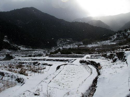 気温マイナス１度。秋にお米を収穫した棚田はすっぽりと雪に包まれています。。（撮影：2010年１月１日10:42＠上分字江田）