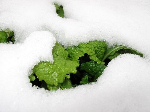 寒さに耐えながら春を待つ菜の花。二ヶ月少しで花が咲きます。（撮影：2010年１月１日10:45＠上分字江田）