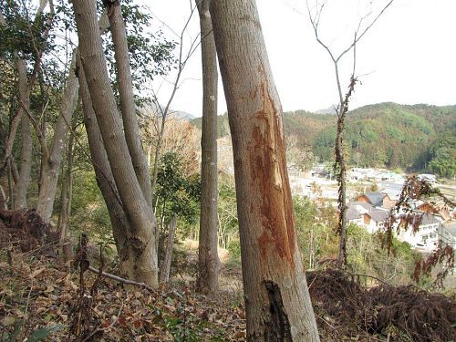 植栽地付近の木の幹。やはり鹿対策は不可欠のようです。