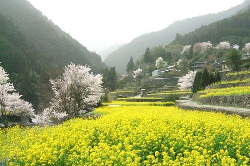 菜の花も見ごろなはず！