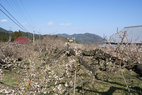 ここ一週間が花の見どころでしょう。