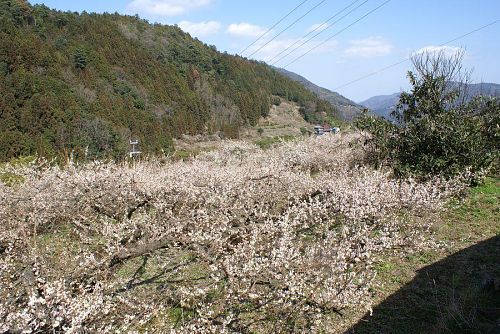 神山町は阿川だけでなく梅林は各所に見られます。