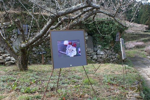 「梅林ギャラリー」と石垣写真展。