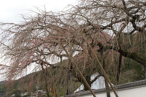 明王寺のしだれざくらも二分咲き。