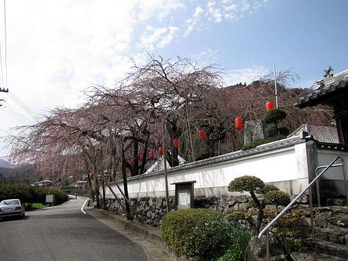 東のしだれ。開花が、（西に比べて）４、５日程度遅くなります。（2010年３月16日12:58撮影）