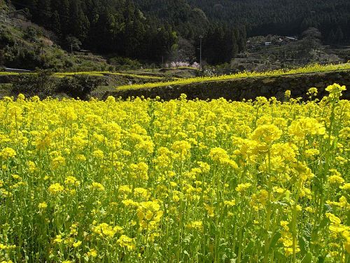 棚田ごとに菜の花がひらひらしています