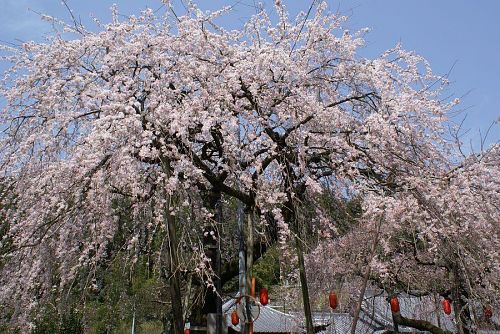 寺の境内にある二本の桜。実に見事です。