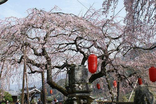 これからの季節、神山花街道を十分ご堪能ください。