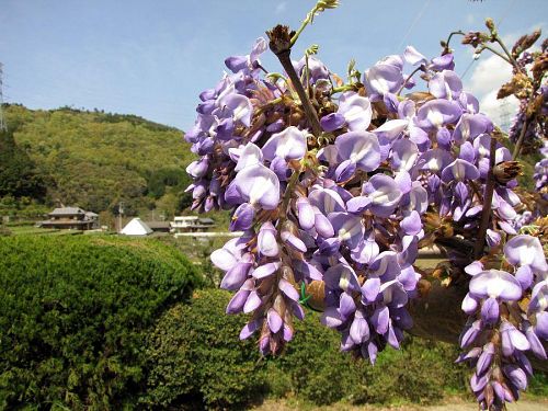 背丈の低い藤は五分咲きといったところです。（撮影2010年４月21日13:45）