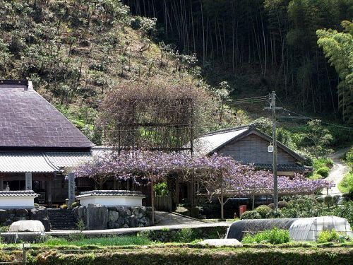 天候不順なせいでしょうか。例年に比べて、少し華やかさに欠ける印象です。（撮影2010年４月21日13:52）