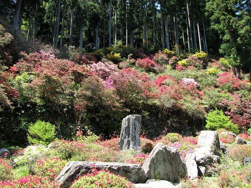 メインのツツジ庭園は現在３分咲き。月末からが本番です。（撮影2010年４月25日12：10）