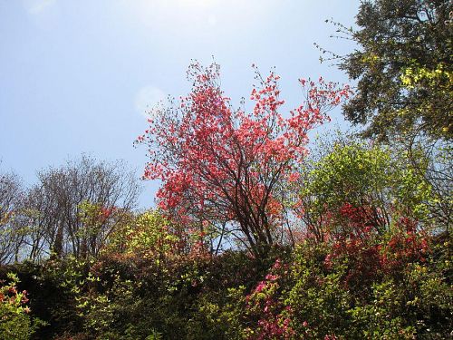 ミツバツツジは今が見頃。満開です。（撮影2010年４月25日12：05）