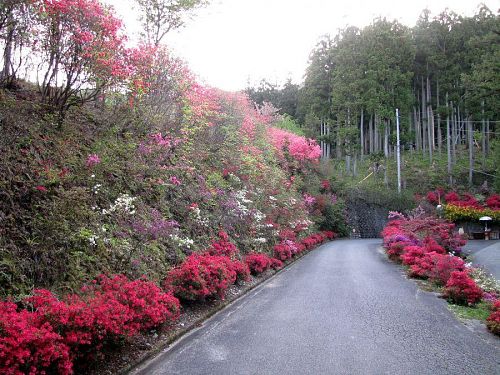 開花の早い入口付近は盛を過ぎ始めています・2010年４月29日18：02撮影