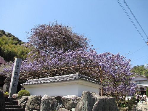 「のぼり藤」はあと一息といった感じです。撮影2010年４月25日11:13