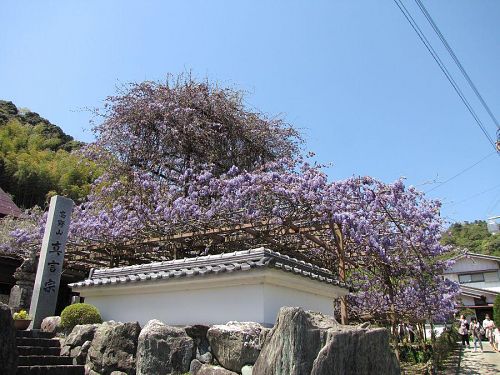 「のぼり藤」はあと一息といった感じです。撮影2010年４月25日11:13