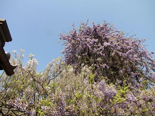 低い藤の花房はこれから開花を迎えます。撮影2010年４月30日09:48