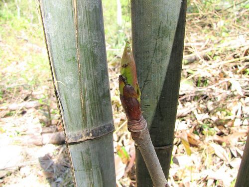 新芽が伸びるに連れて、窮屈になりそうです。（2010年４月25日撮影）