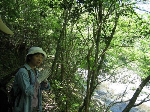 梼原　森のガイドをお願いした川田さん